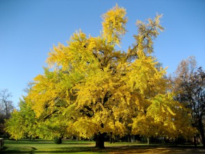PARCO RESISTENZA Ginko ZANNI